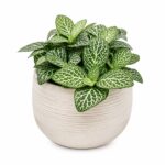 Fittonia