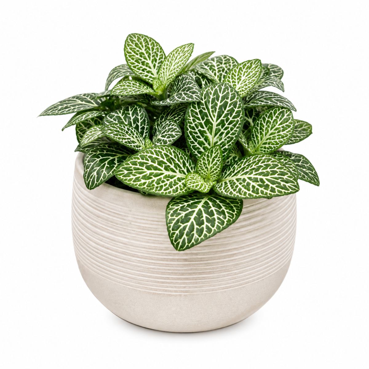 Fittonia