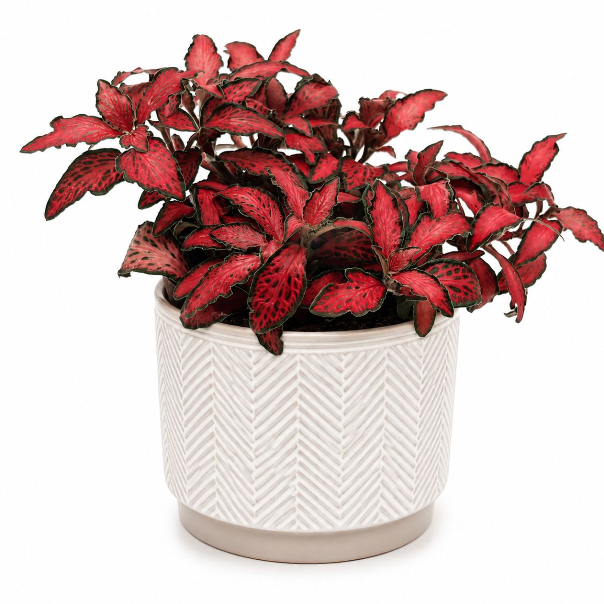 Fittonia