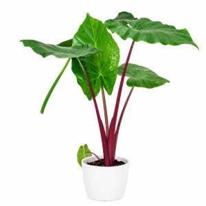 Alocasia