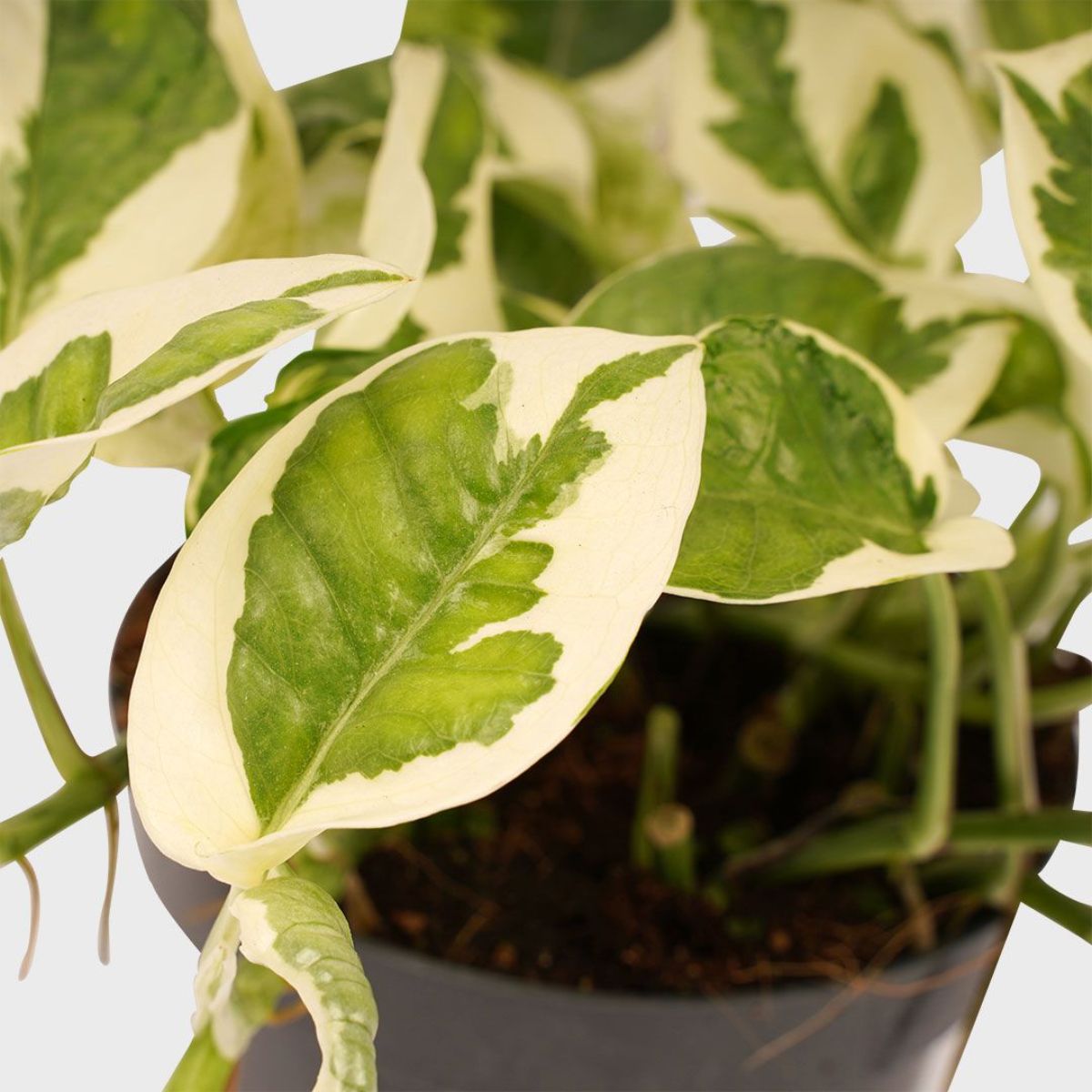 Scindapsus Pictus N'joy, planta curgatoare - imagine 3
