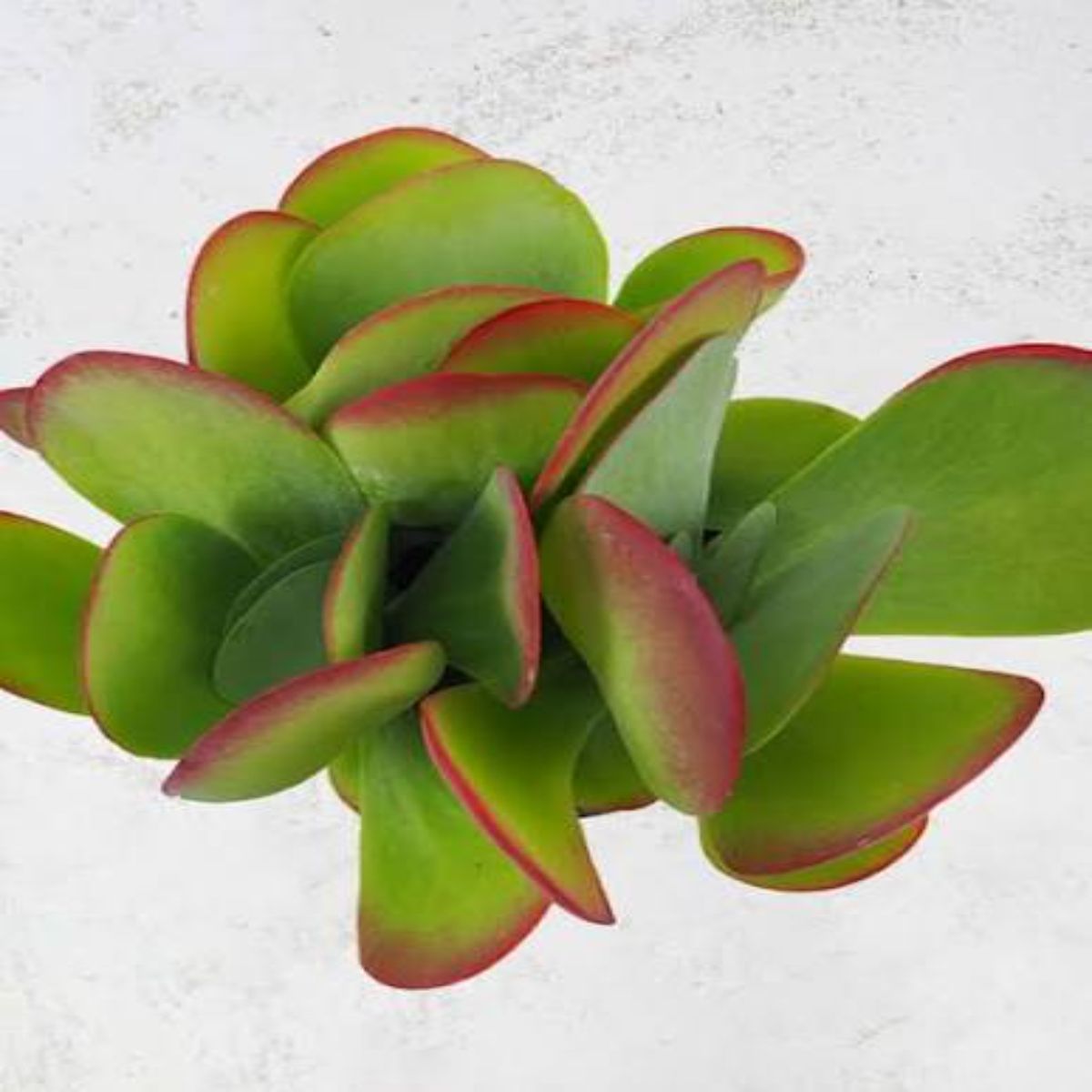 Kalanchoe Thyrsiflora, H 15 cm - imagine 6