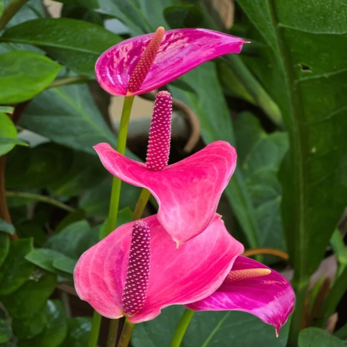 Anthurium Pink, H 45 cm - imagine 4