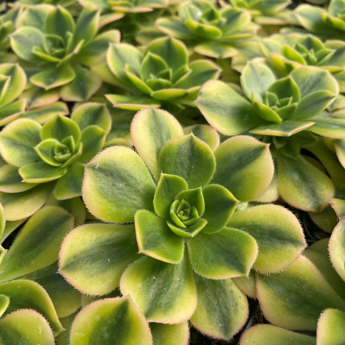 Suculenta Aeonium Starburst, H 25 cm - imagine 3
