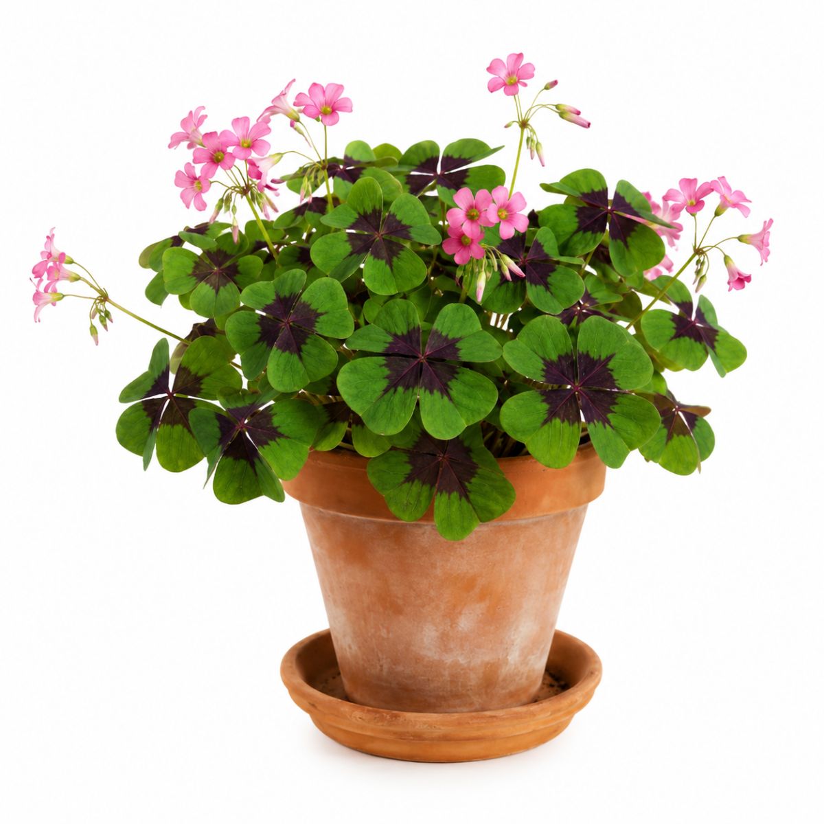 Oxalis