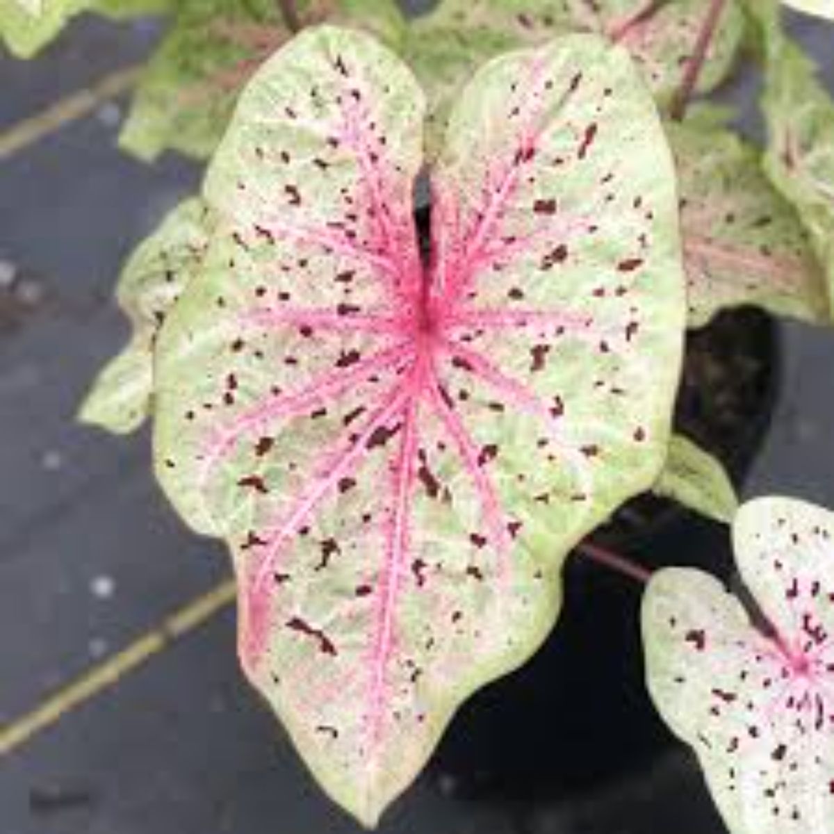 Planta Caladium Bicolor, H 40 cm - imagine 3