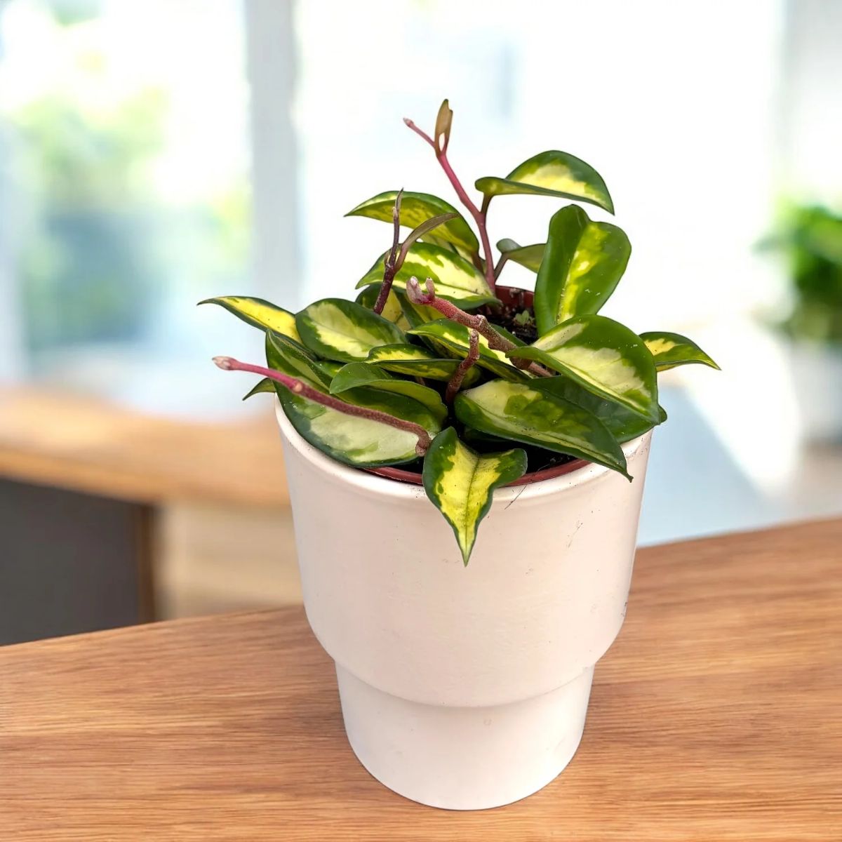 Hoya Carnoasa tricolor, H 15 cm - imagine 4