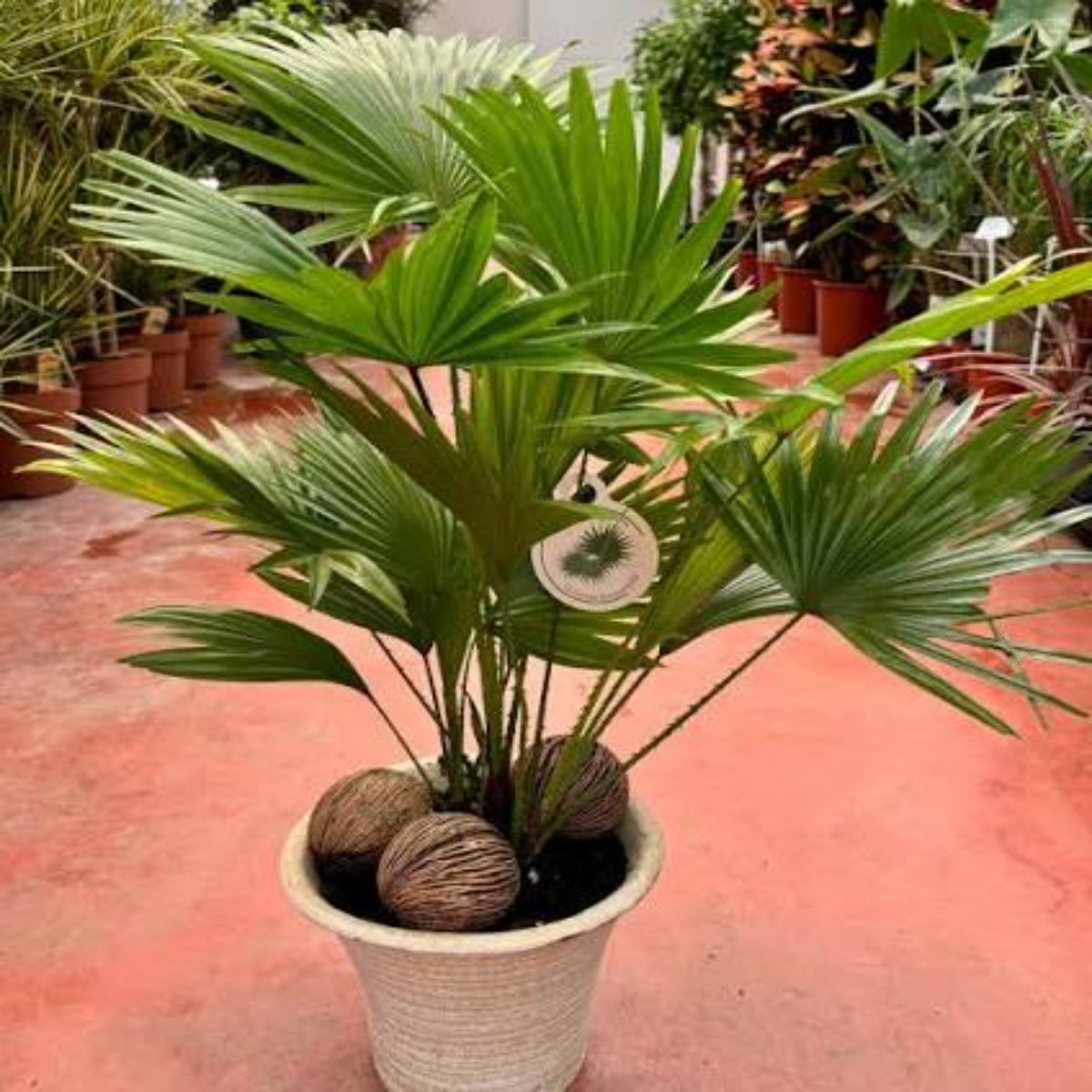 Livistona rotundifolia planta naturala, H 40 cm - imagine 6