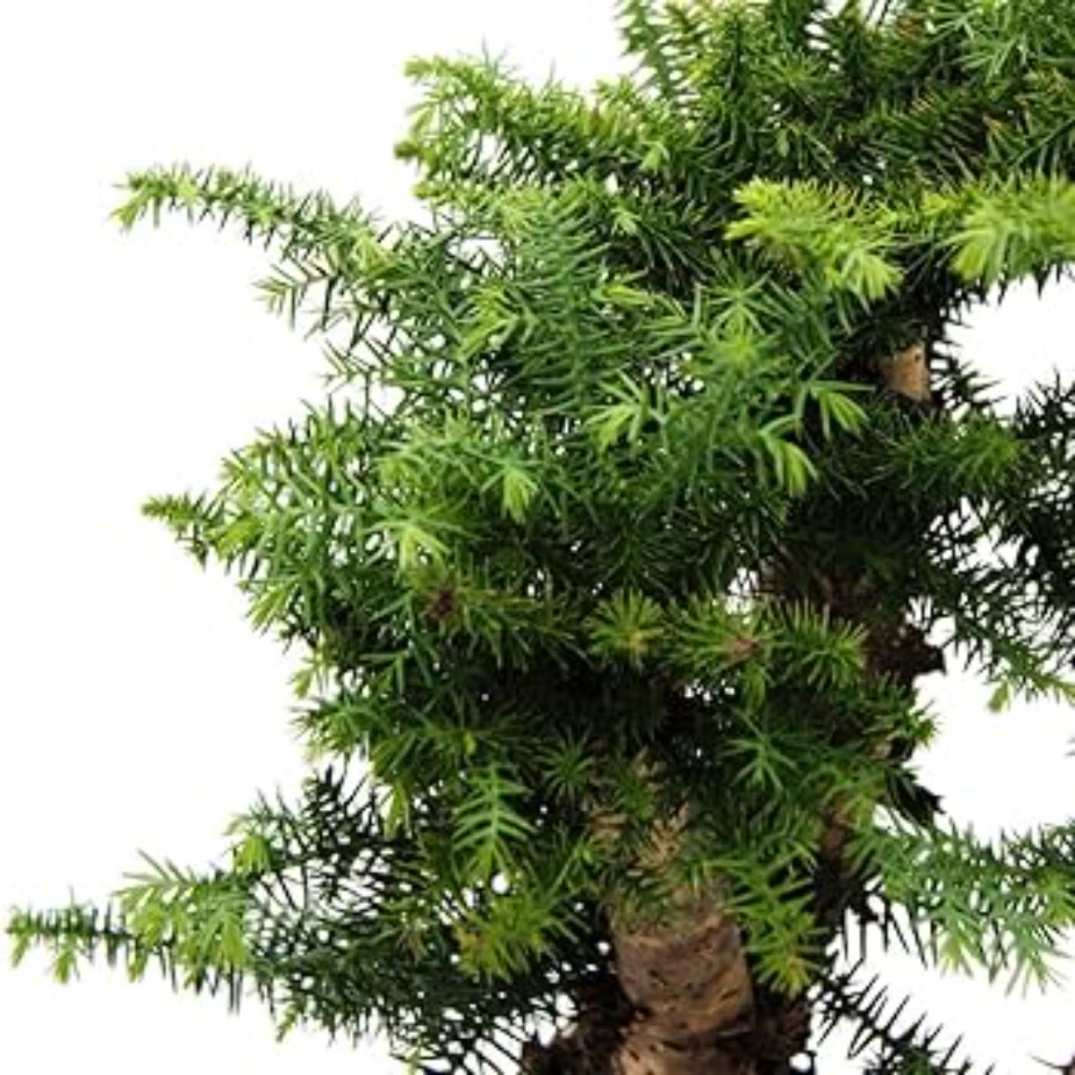 Araucaria in ghiveci ceramic, H 55 cm - imagine 6