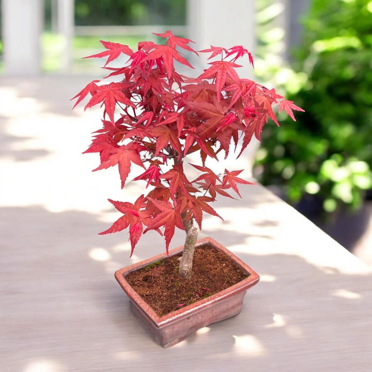 Bonsai Acer, H 45 cm - imagine 4