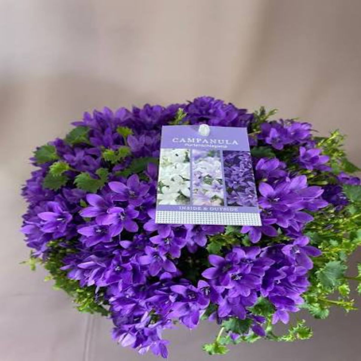Planta naturala Campanula, H 30 cm - imagine 4