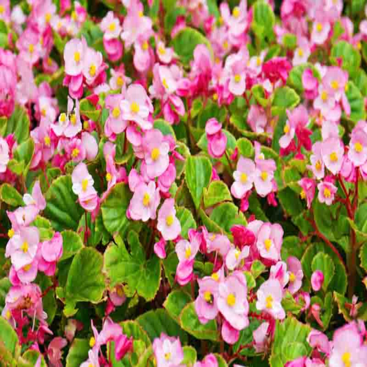 Set de 3 plante Begonia Semperflorens roz, H 10-15 cm - imagine 4