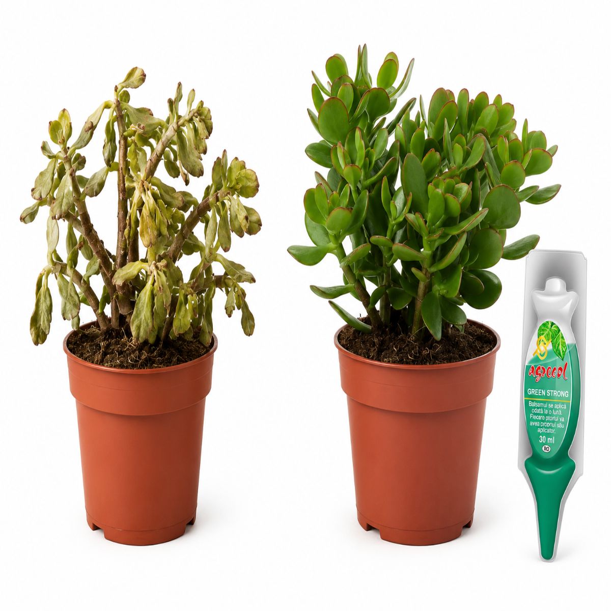 Pachet Serafina Crassula Ovata - imagine 2
