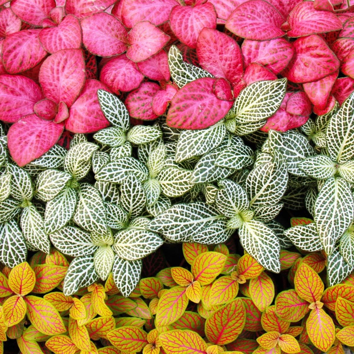 Fittonia verde, H 15 cm - imagine 3