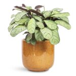 Ctenanthe