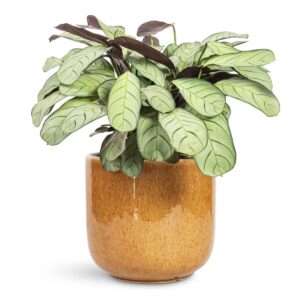 Ctenanthe