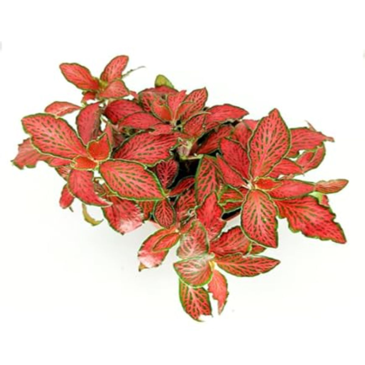 Fittonia Rosie, H 15 cm - imagine 3