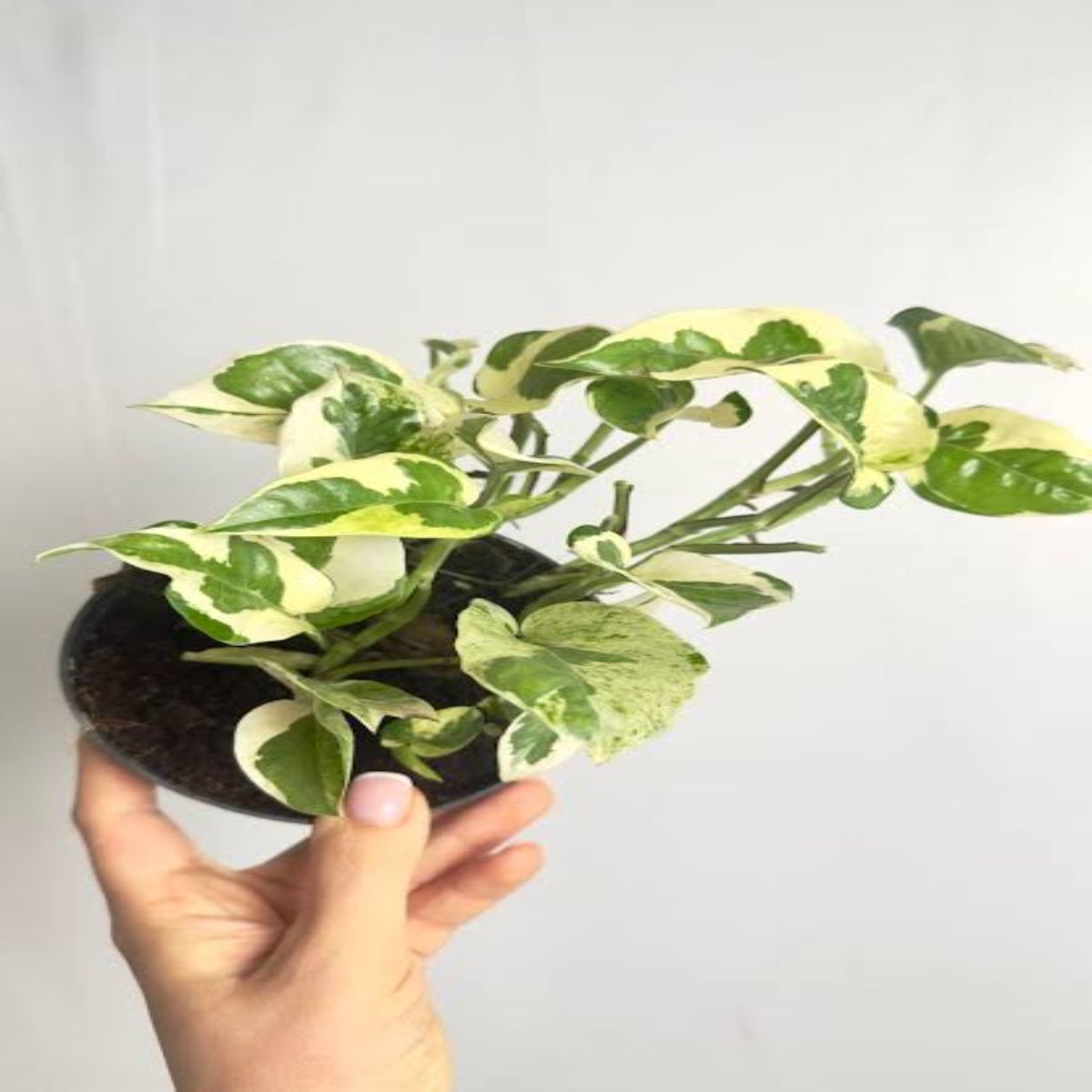 Scindapsus Pictus N'joy, planta curgatoare - imagine 2