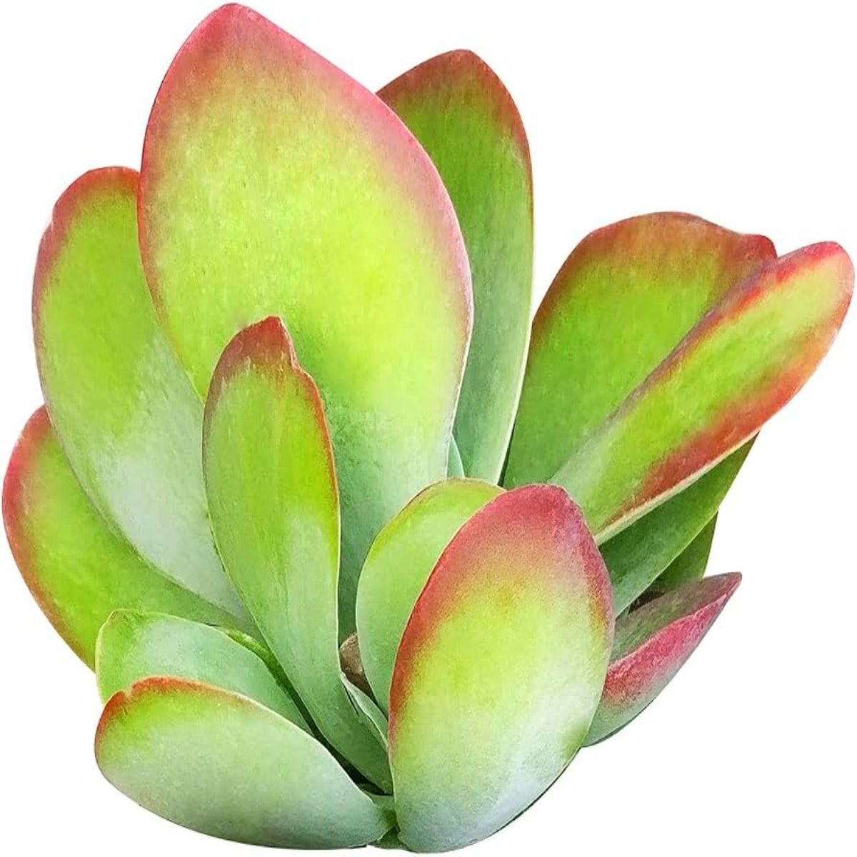 Kalanchoe Thyrsiflora, H 15 cm - imagine 5
