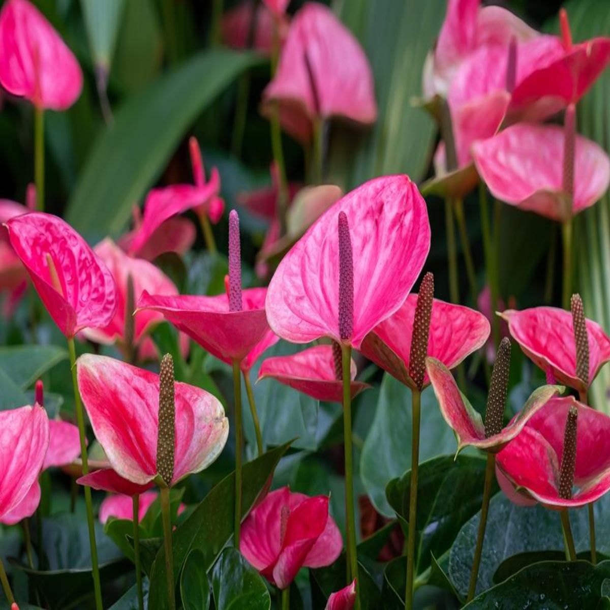 Anthurium Pink, H 45 cm - imagine 3