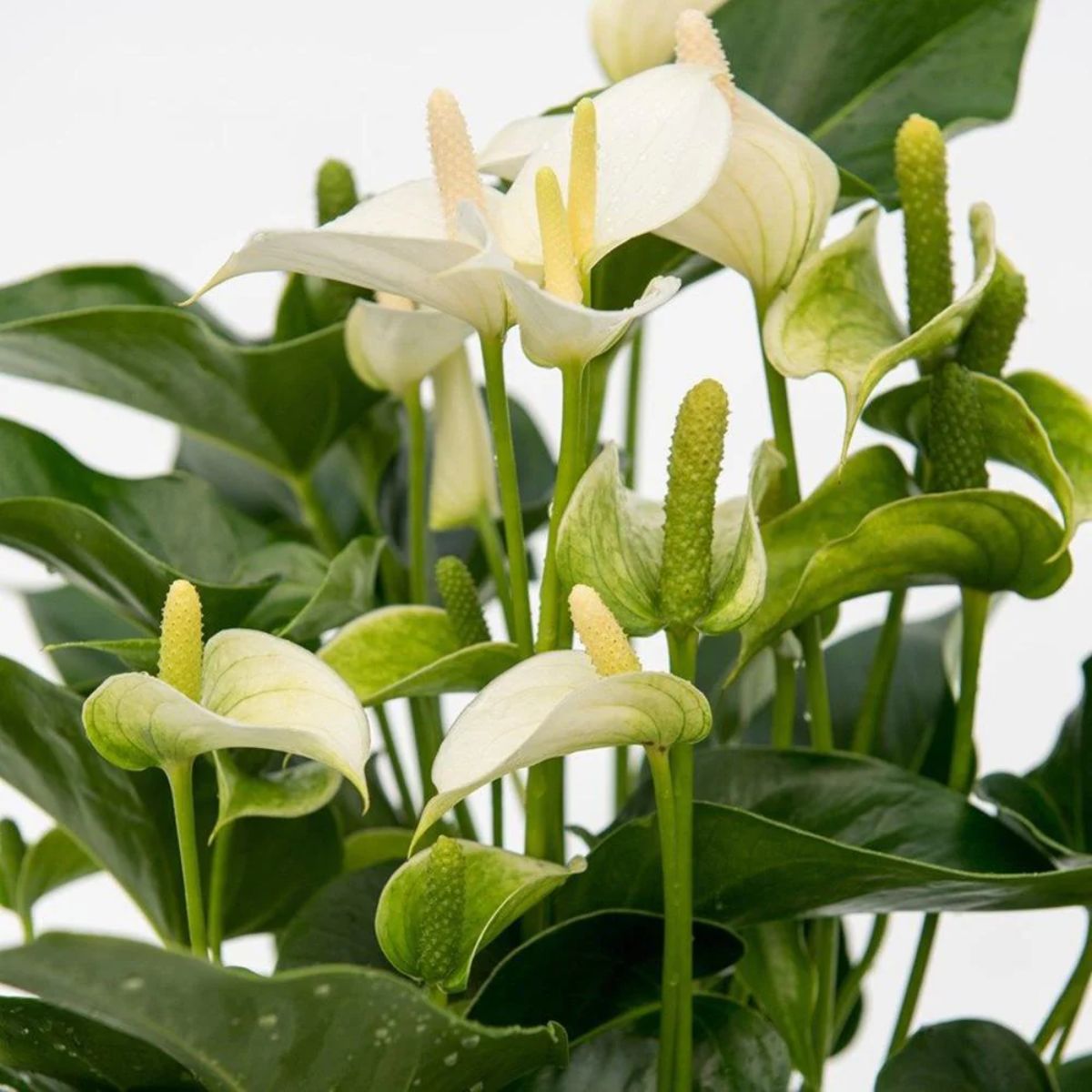 Anthurium alb, H 45 cm - imagine 3