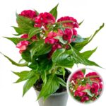 Celosia
