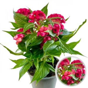 Celosia