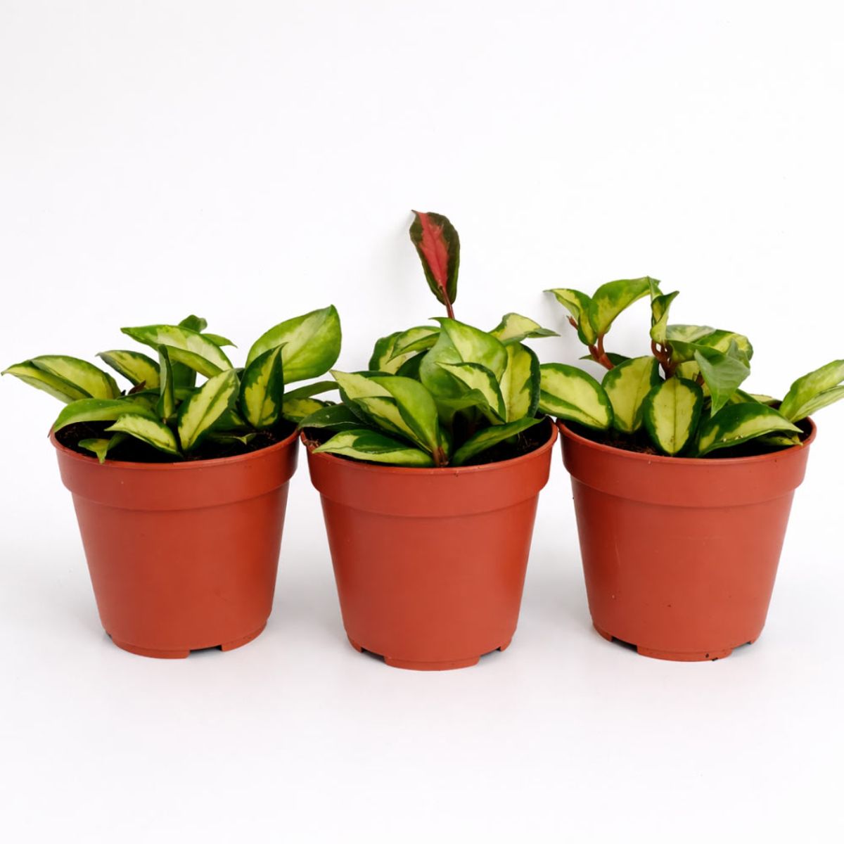 Hoya Carnoasa tricolor, H 15 cm - imagine 5