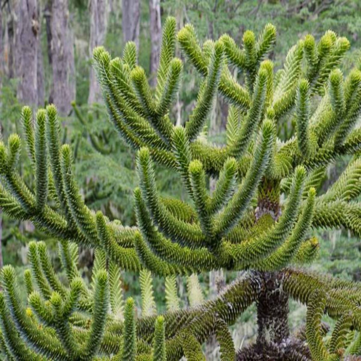 Araucaruia Araucana, H 40 cm - imagine 6
