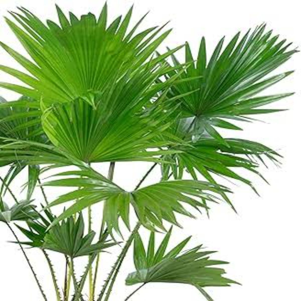 Livistona rotundifolia planta naturala, H 40 cm - imagine 5