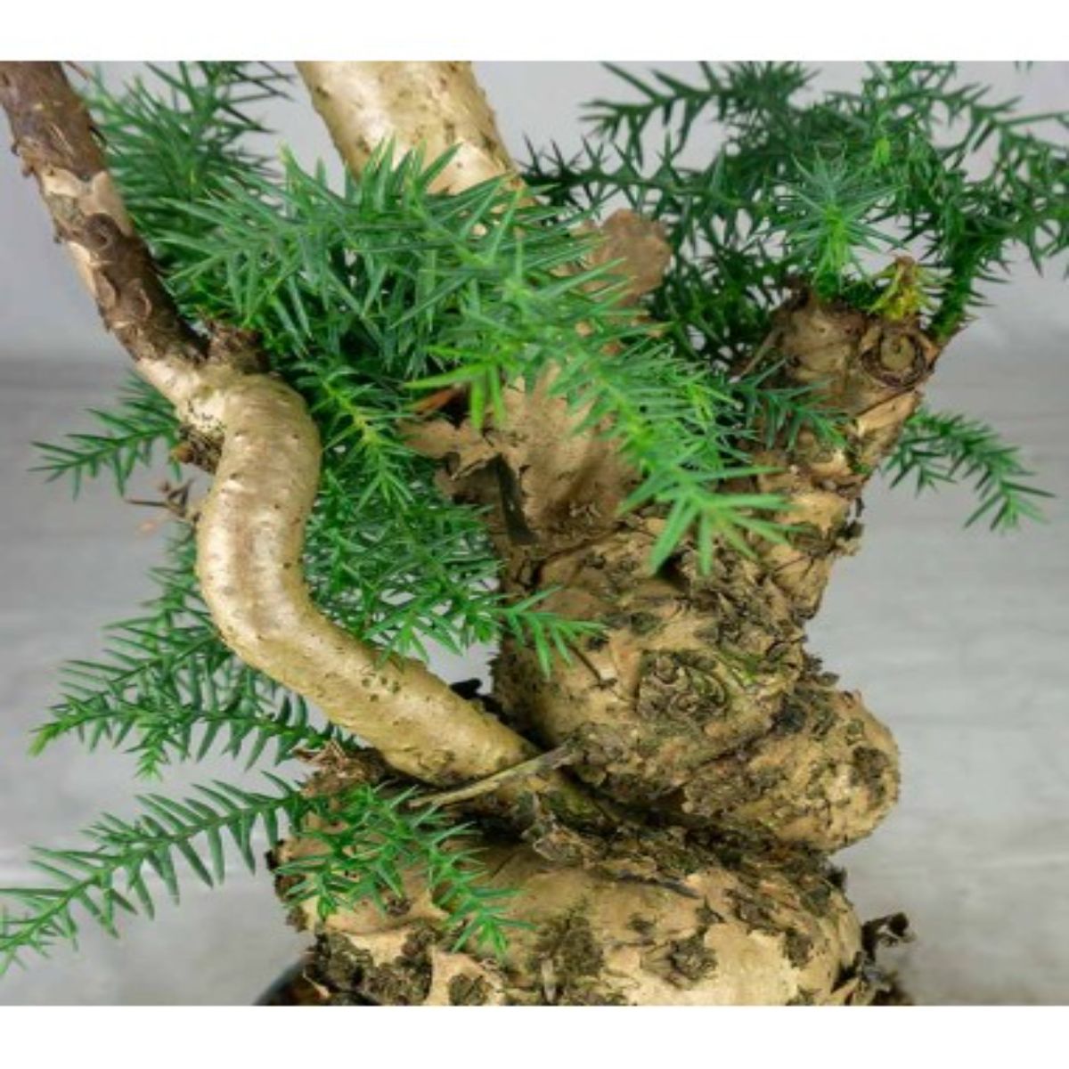 Araucaria in ghiveci ceramic, H 55 cm - imagine 5
