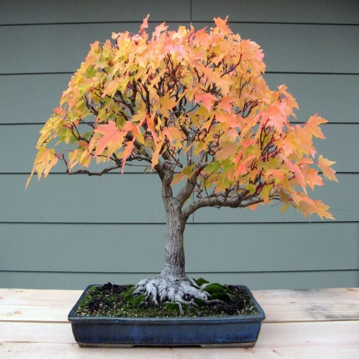 Bonsai Acer, H 45 cm - imagine 3
