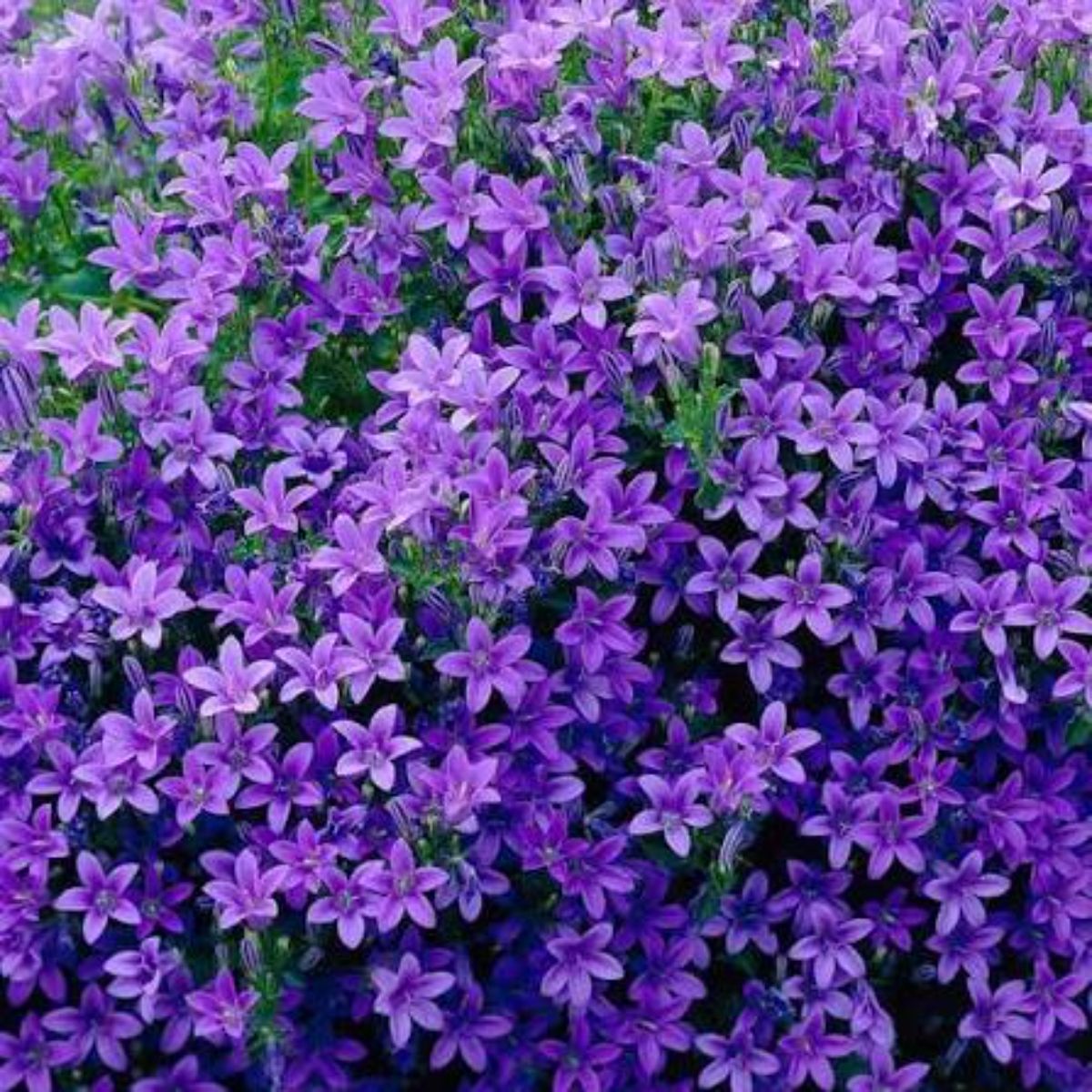 Planta naturala Campanula, H 30 cm - imagine 2