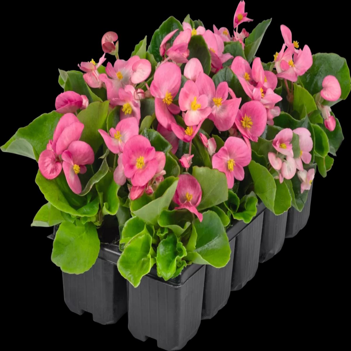 Set de 3 plante Begonia Semperflorens roz, H 10-15 cm - imagine 2