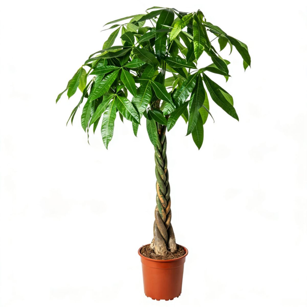 Pachet Pachira Aquatica 50 cm si Ingrasamant - imagine 3