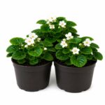 Begonia