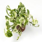 Scindapsus