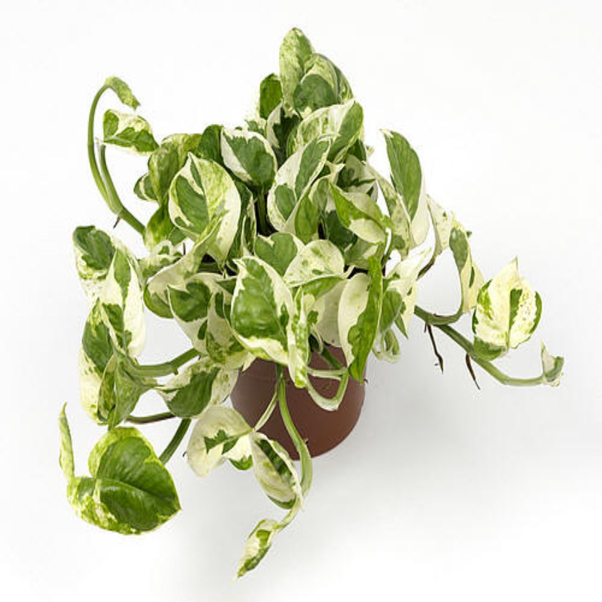 Scindapsus