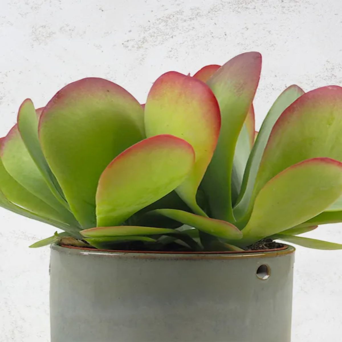 Kalanchoe Thyrsiflora, H 15 cm - imagine 4