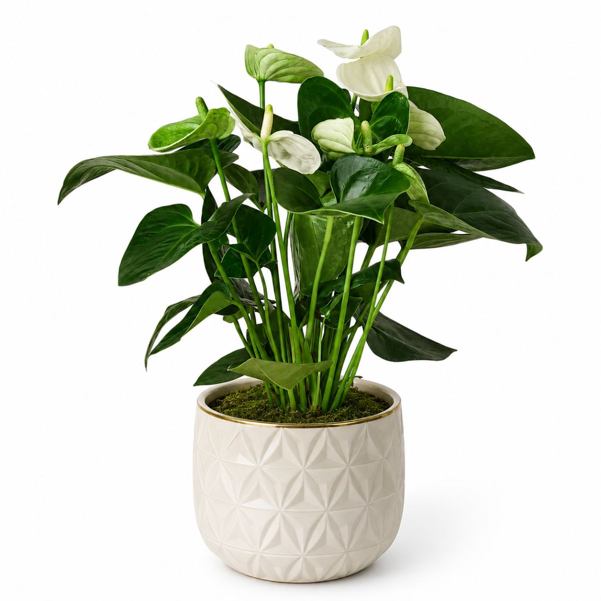 Anthurium
