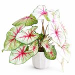 Planta