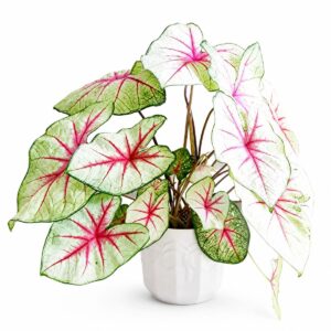 Planta