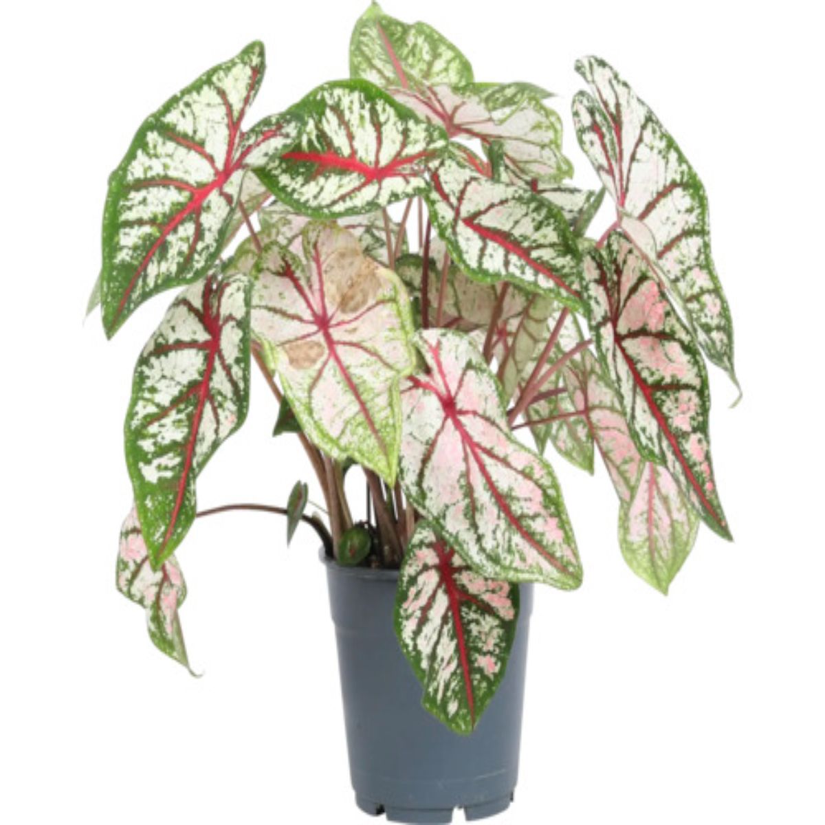 Planta Caladium Bicolor, H 40 cm - imagine 2