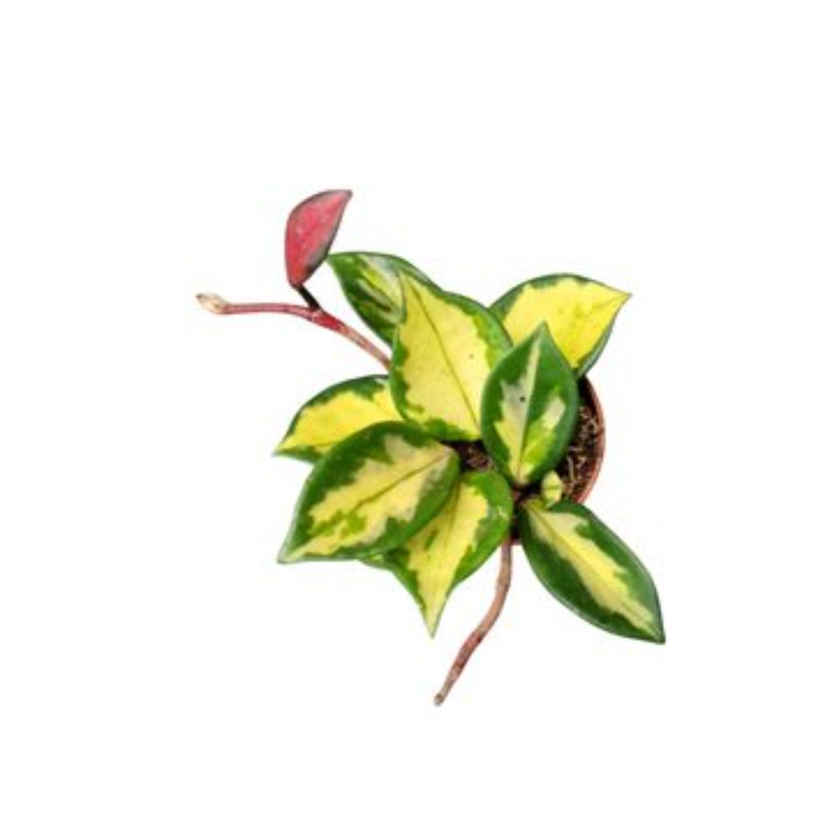 Hoya Carnoasa tricolor, H 15 cm - imagine 2