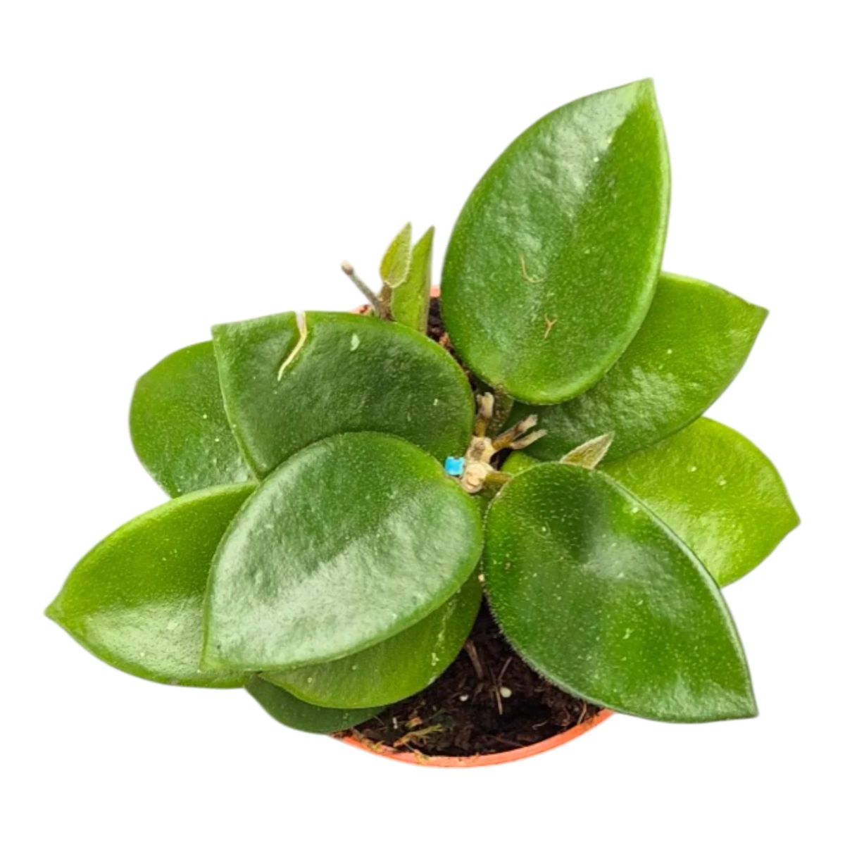 Hoya Chouke, H 15 cm - imagine 5