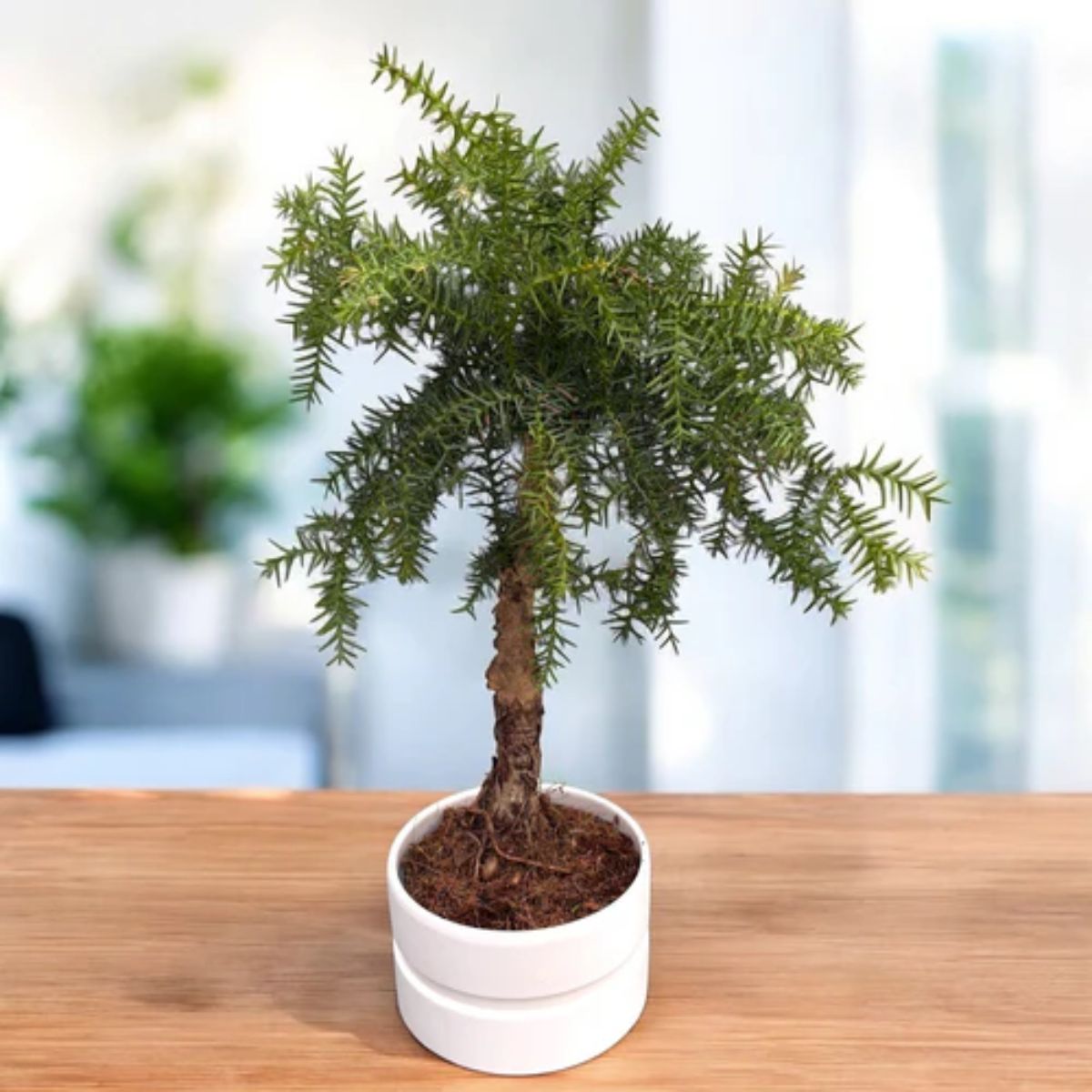 Araucaria in ghiveci ceramic, H 55 cm - imagine 4