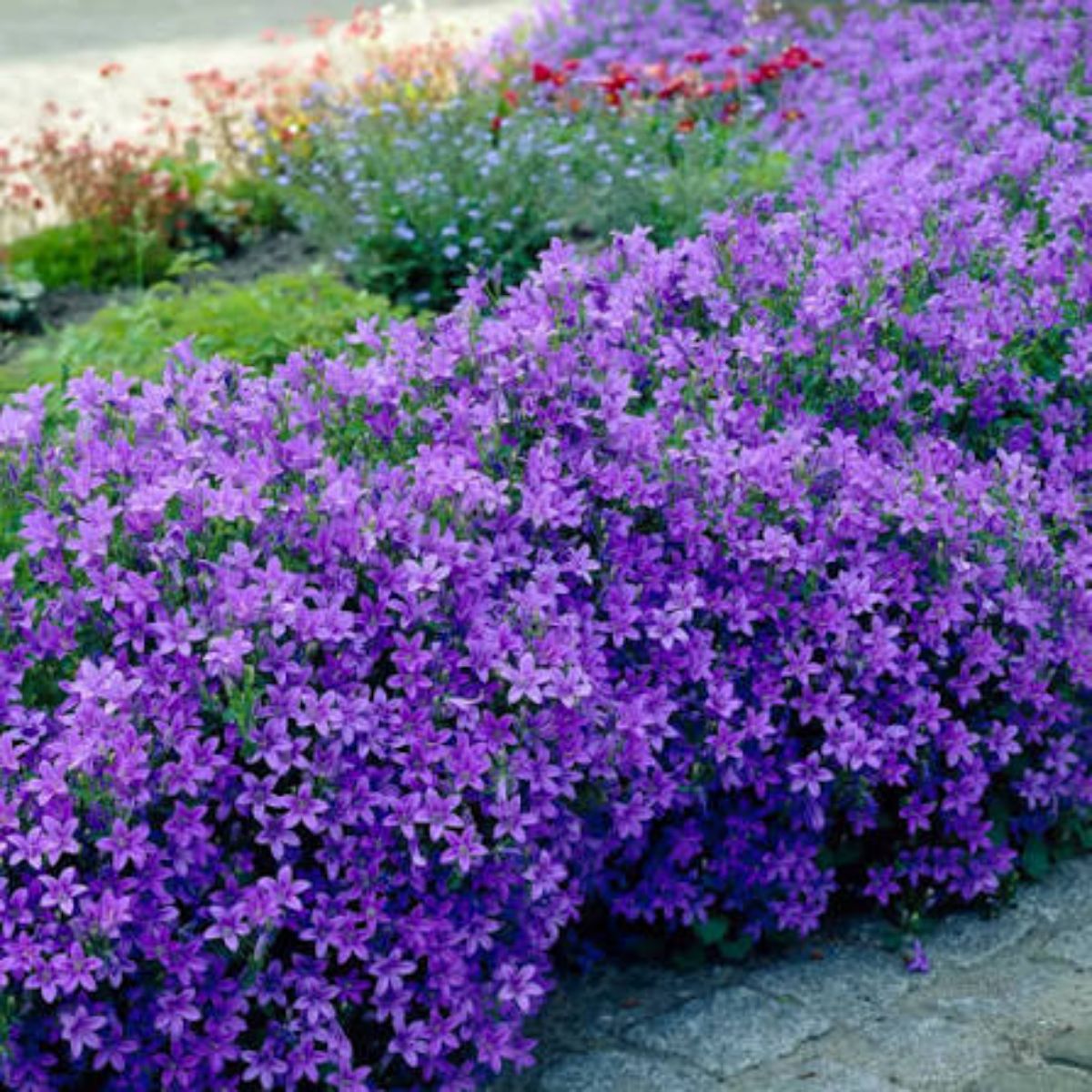 Planta naturala Campanula, H 30 cm - imagine 5