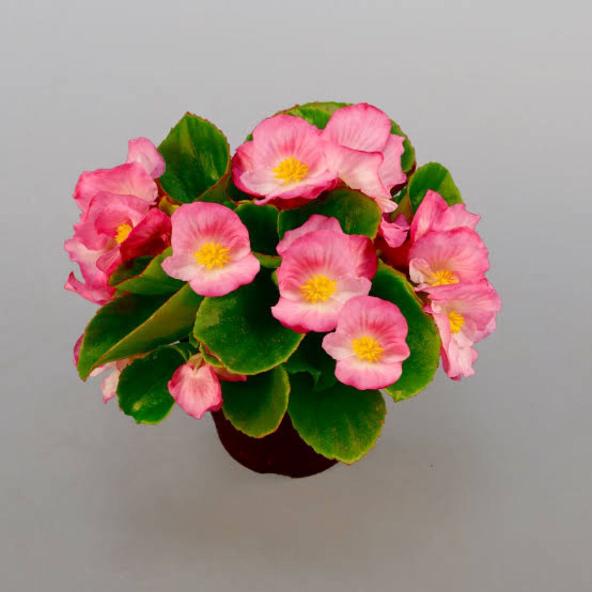 Set de 3 plante Begonia Semperflorens roz, H 10-15 cm - imagine 3