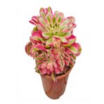 Suculenta