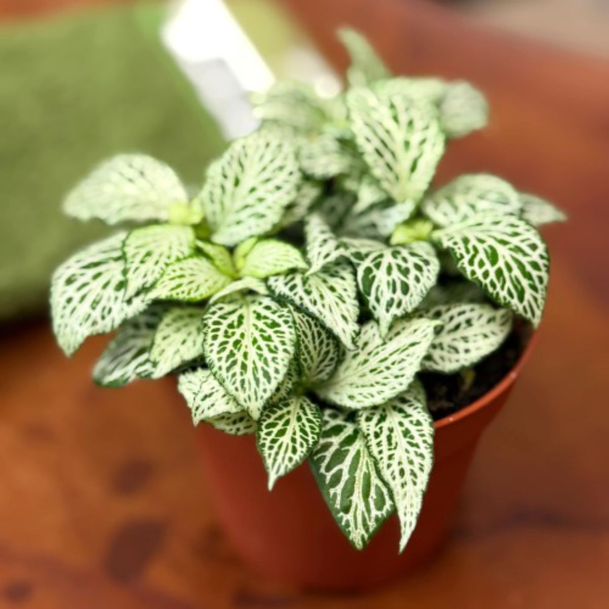 Fittonia verde, H 15 cm - imagine 4